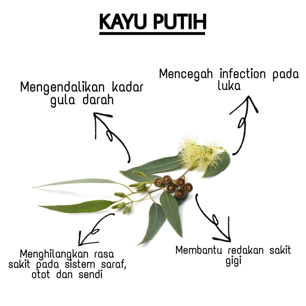 kayu putih